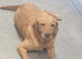 Labrador