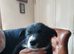 Top quality Border Collie Pups