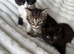 3 kittens