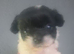 Shih Tzu puppies