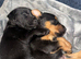 Puppies