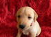 Exceptional Labrador puppies