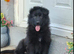 2 stunning female jet black pups