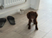 Adorable cocker spaniel