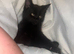 Black and grey cat