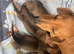 1 miniature dachshund puppy