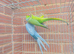 Indian ringnick pair for sale