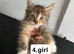 Kittens for sale
