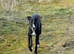 Stud available - Bonnywhip Flacks
