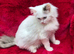 GCCF Registered Ragdoll Kittens