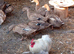 Khaki Campbell ducks (Pairs)