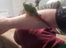 Beautiful hand reared tame conure