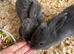 Mini lops 8 weeks old male & females