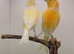 Yellow dimorphic canary pair