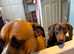 Miniature daschund kc registered proven for stud