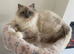 Rag doll cat