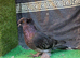 English trumpeter breeder male