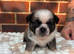 4 beautiful pug puppies for sale