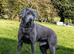 Silver Labrador Stud- KC Registered