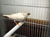 Young Zebra Finches