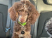 Brown merle & tan toy poodle
