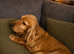 Adorable True Show Cocker Spaniel pups.