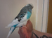 Hand tame exhibition male budgie