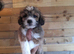 Lhasa-chon puppies for sale
