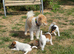 Fox terrier puppies