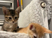 3 STUNNING GIRLS URGENTLY NEEDING HOMES