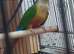 Pineapple Conure Ready to Breed