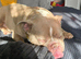 pocket bully for sale