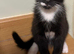 Playful Mixed Breed Kittens Ready Now