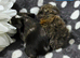 Pure bred Lunkarya and sheltie funky boar pair