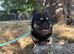 Koba for stud