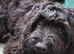 Beautiful black cockapoo puppy for sale 6month old