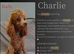 Stunning Toy Poodle x Pomeranian puppy Ready to go