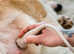 Mobile Pet Pregnancy Scanning - Devon & Cornwall