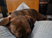KC Registered mini smooth dachshund red brindle