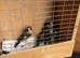 Goldfinches rung