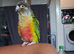 Handreared baby conure