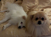 Beautiful male Pomeranian
