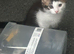 2 male kittens for sale