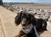 KC reg long haired mini dachshund female
