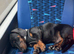 9 Month old Miniature Dachshund