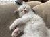 Pure bred ragdoll bicolour