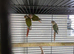 Pineapple and cinnamon green cheek conures babies