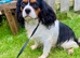 6 Cavalier King Charles Spaniel puppies