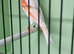 Red mosaic cock