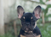 HEALTH CLEAR KC French Bulldog Puppies Lilac, Black Tan, Fawn